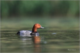 <p>POLÁK VELKÝ (Aythya ferina) --- /Common pochard - Tafelente/</p>